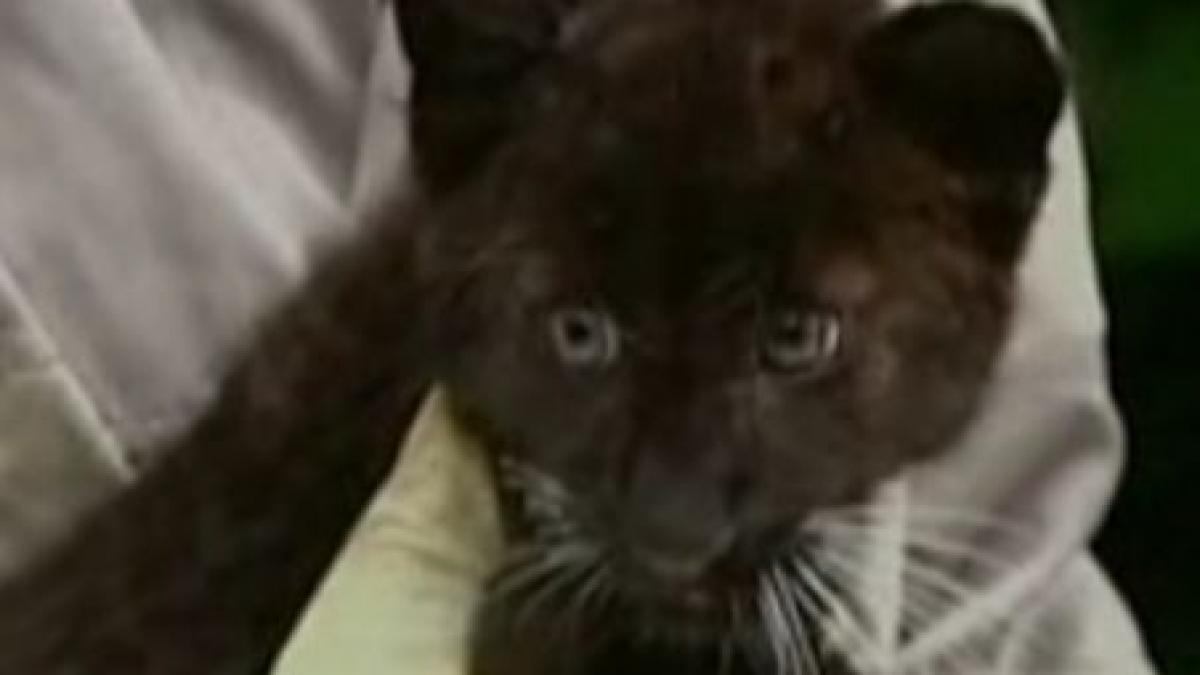 imagini cu singurul leopard amur cu blana neagra din lume video