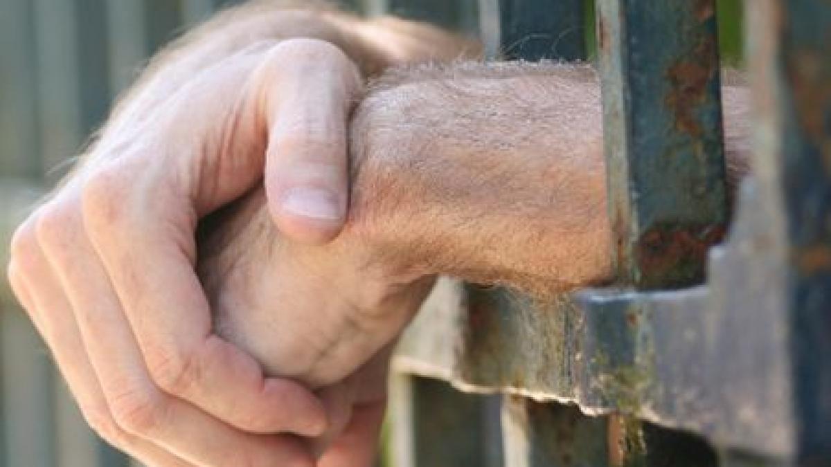 12 ani de inchisoare pentru un roman din austria dupa ce a incercat sa si omoare nevasta si copiii