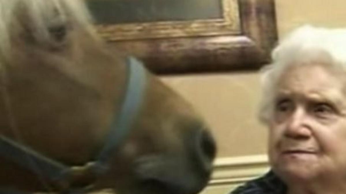 sampson poneiul cu efecte terapeutice video