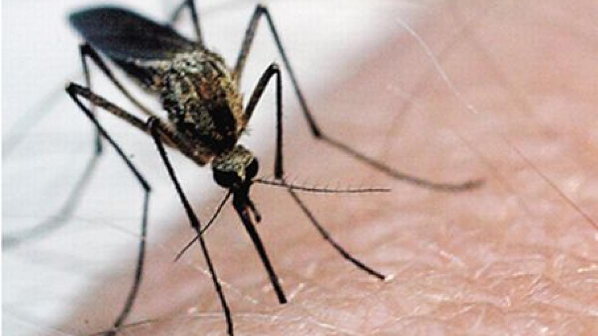 un barbat din mehedinti a murit din cauza virusului west nile numarul deceselor a ajuns la trei