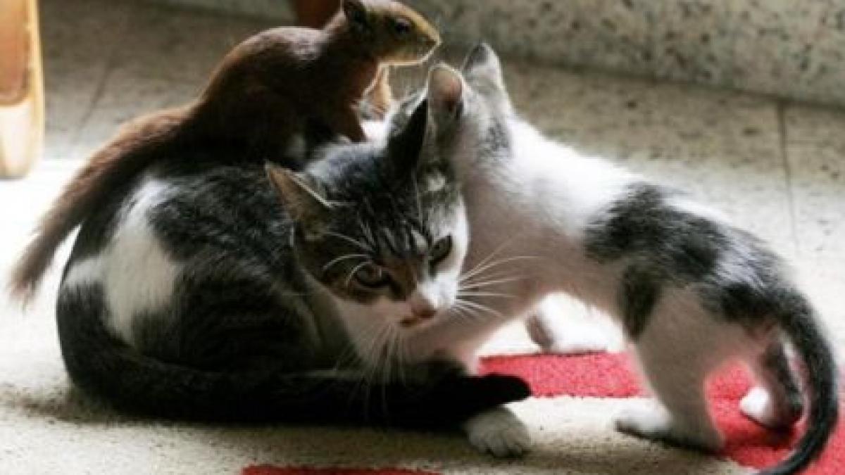 un pui de veverita a fost adoptat de o pisica video