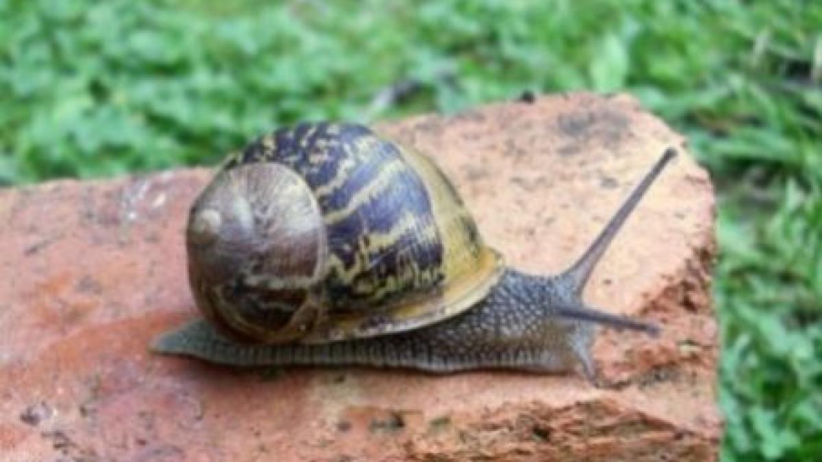 o bunicuta din marea britanie desemnata de bbc cercetatorul amator al anului