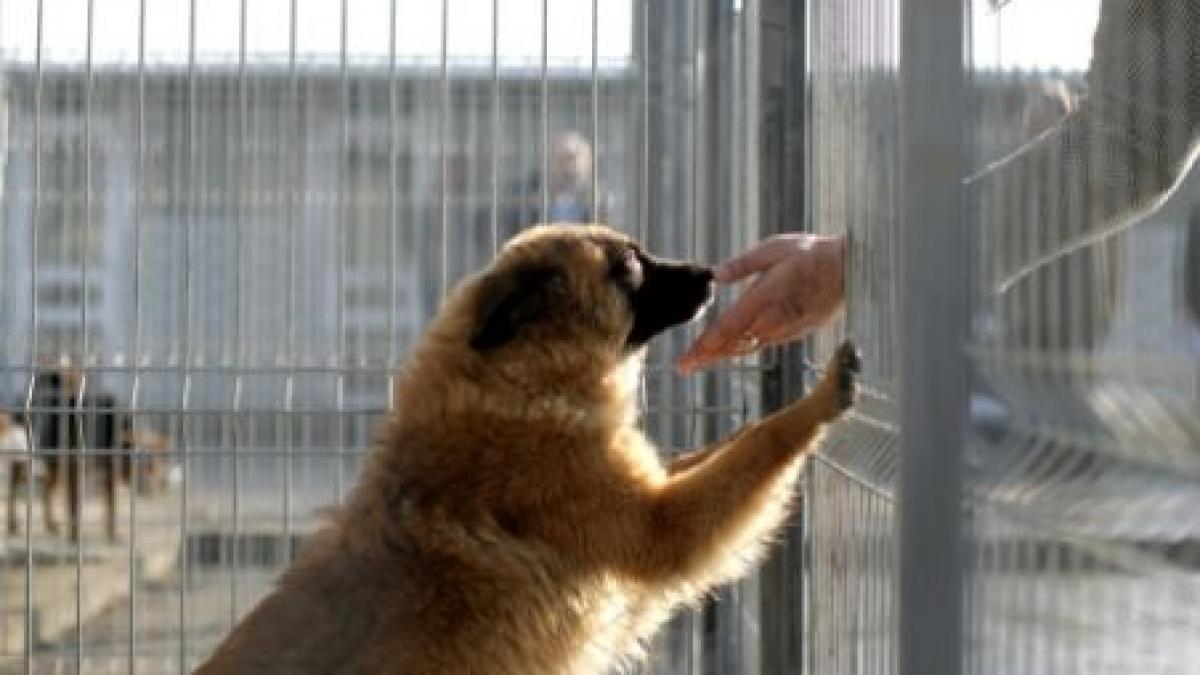 zeci de caini eutanasiati ilegal de o firma din constanta video