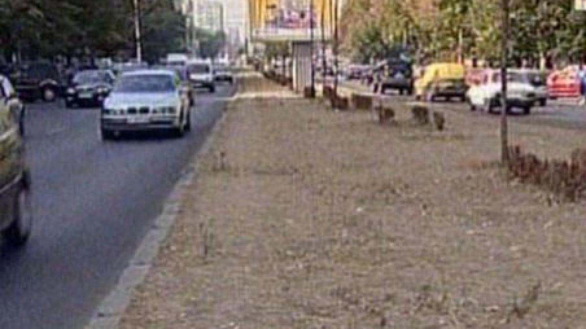 gazonul de sute mii de euro din sectorul 5 s a uscat inexplicabil in mai putin de un an video