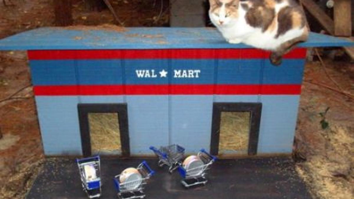 a construit un sat al pisicilor cu o populatie de 660 de feline video