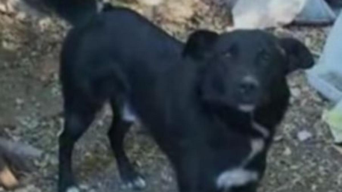 dambovita fetita de doi ani sfasiata de cainele vecinului video