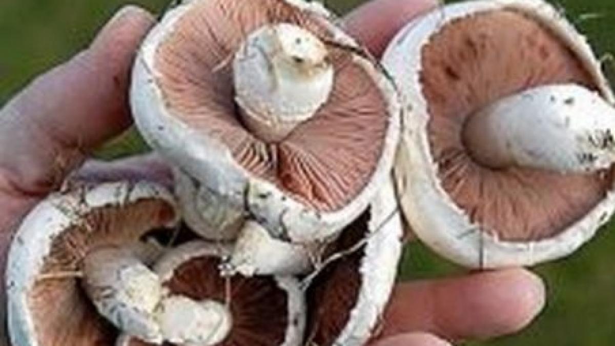 neamt cinci oameni in stare grava dupa ce au mancat ciuperci din padure