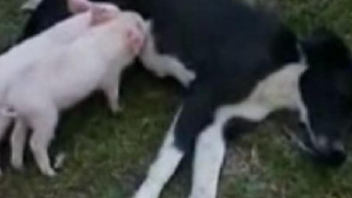 o catelusa mama pentru doi purcelusi orfani video