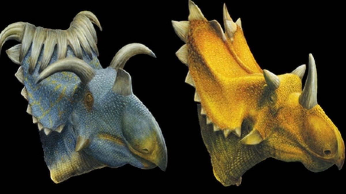 doua noi specii de dinozauri cu coarne descoperite in sua