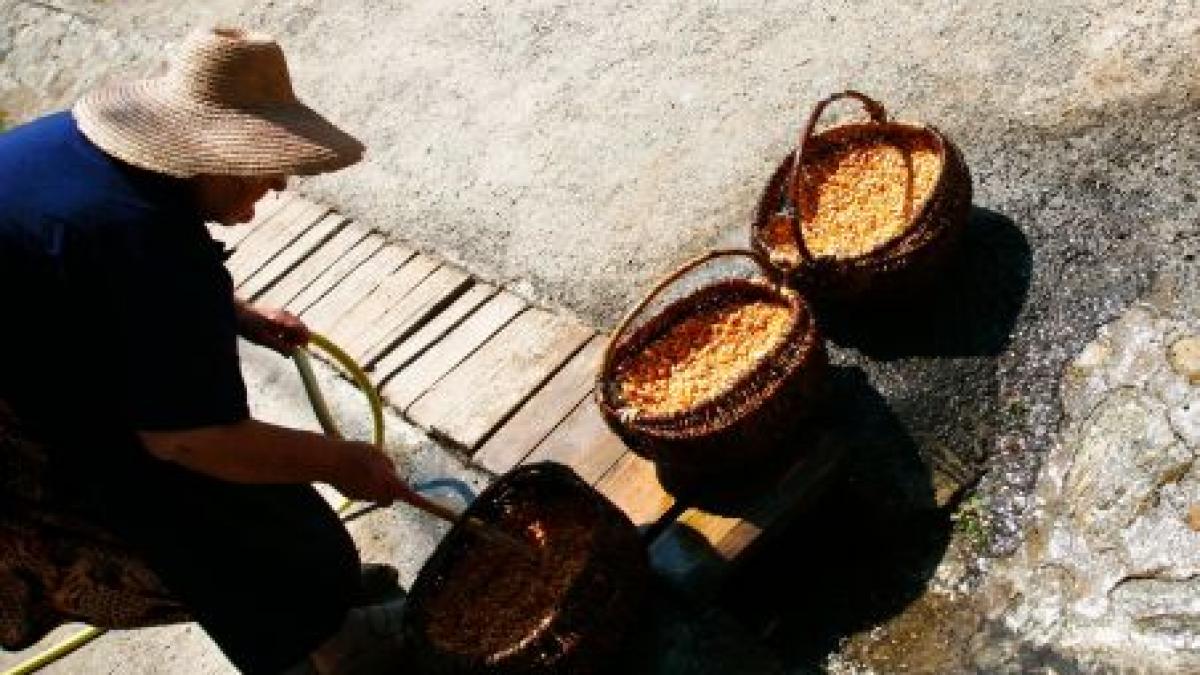 zilierii vor fi impozitati cu 16 si vor avea carnete speciale