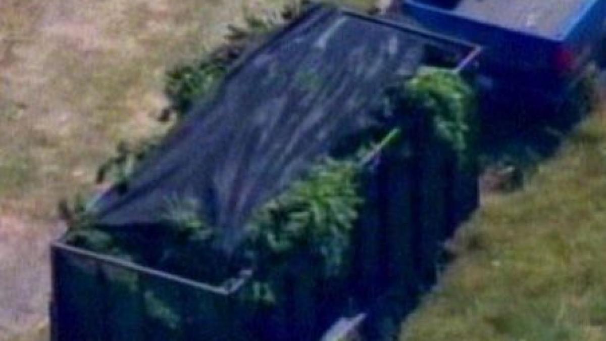 sua plantatie de cannabis de 30 milioane dolari descoperita intr un lan de porumb video