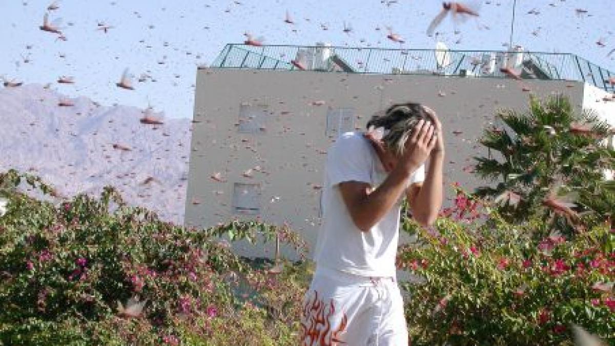 australia se pregateste pentru cea mai mare invazie de lacuste din ultimii 75 de ani