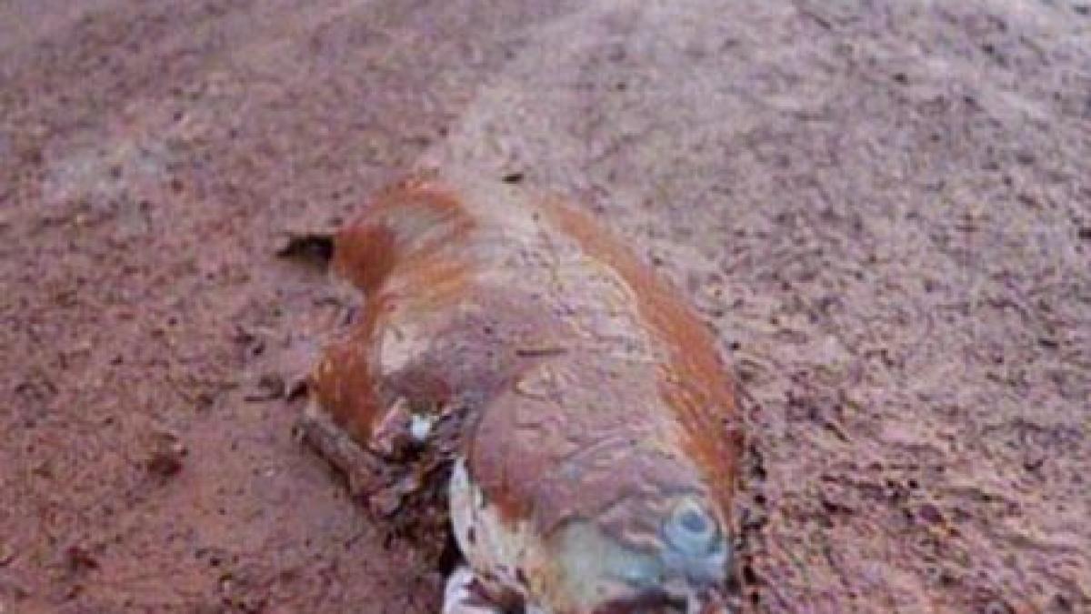 dezastrul ecologic din ungaria ar putea afecta si romania video