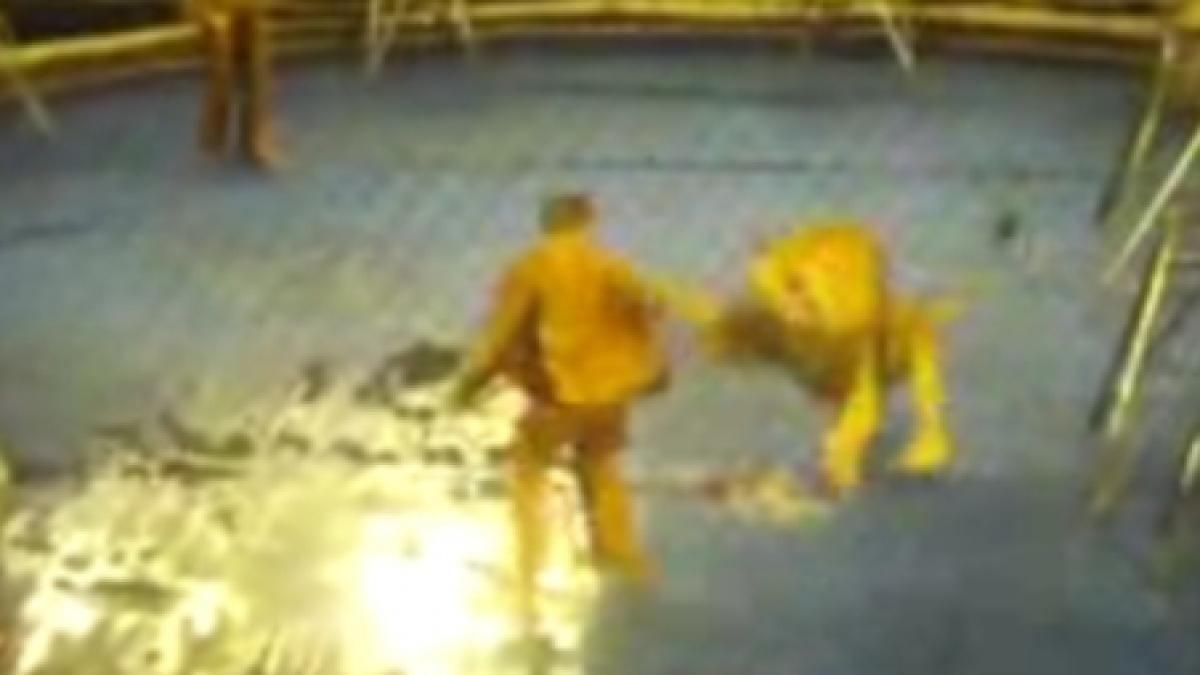 ucraina dresor de circ atacat simultan de doi lei video ucraina dresor de circ atacat simultan de doi lei video