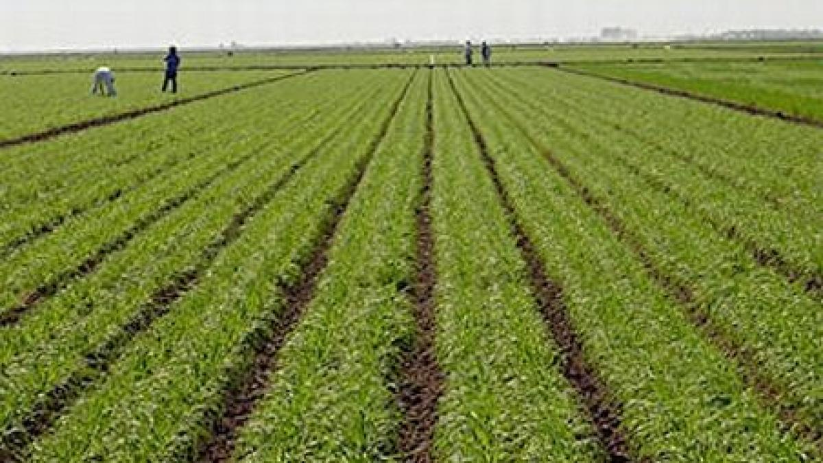 noi fonduri europene pentru agricultura fermierii pot depune proiectele pana pe 29 octombrie