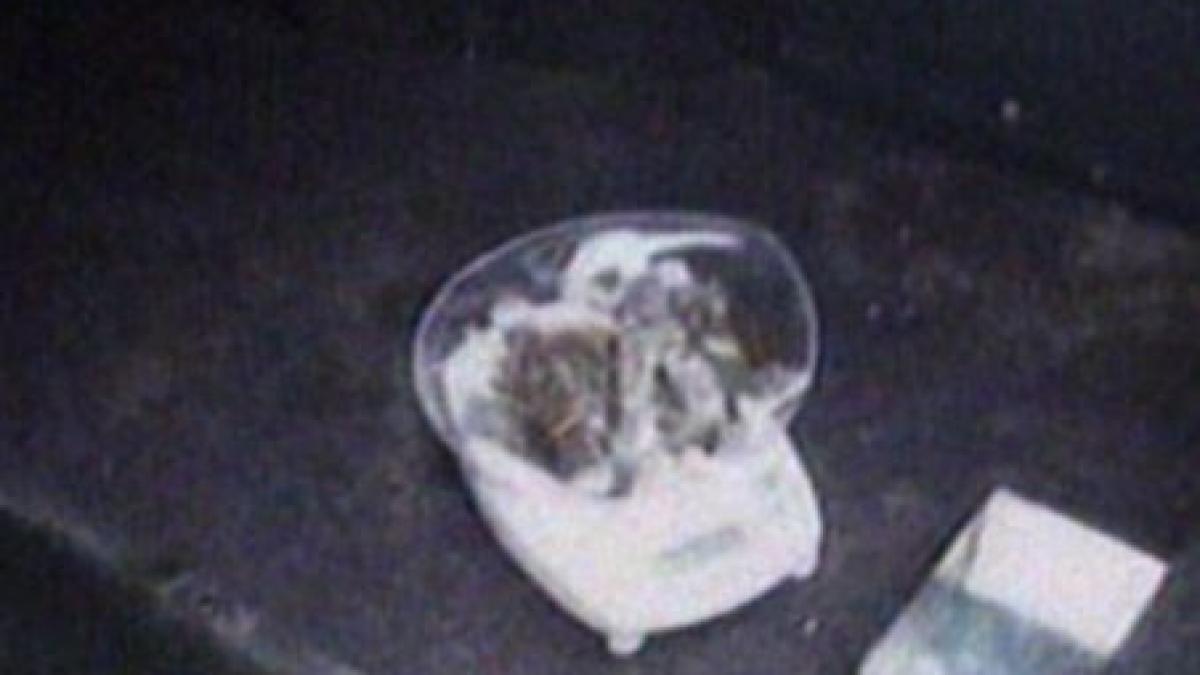 doi ialomiteni prinsi in timp ce negociau pretul de vanzare pentru droguri