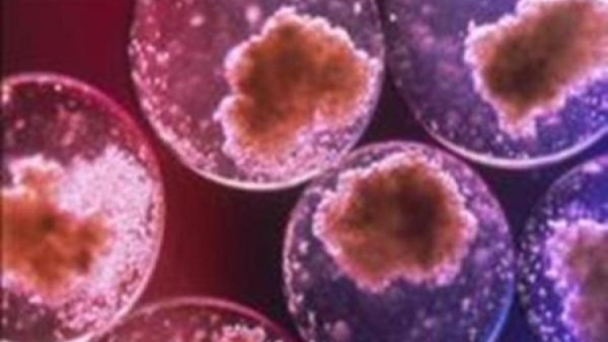 paralizia diabetul si bolile cronice vor putea fi tratate cu celulele stem