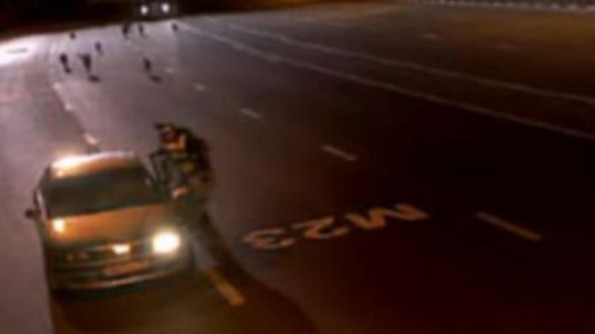 sofer rus salvat de amenda de o haita de caini video