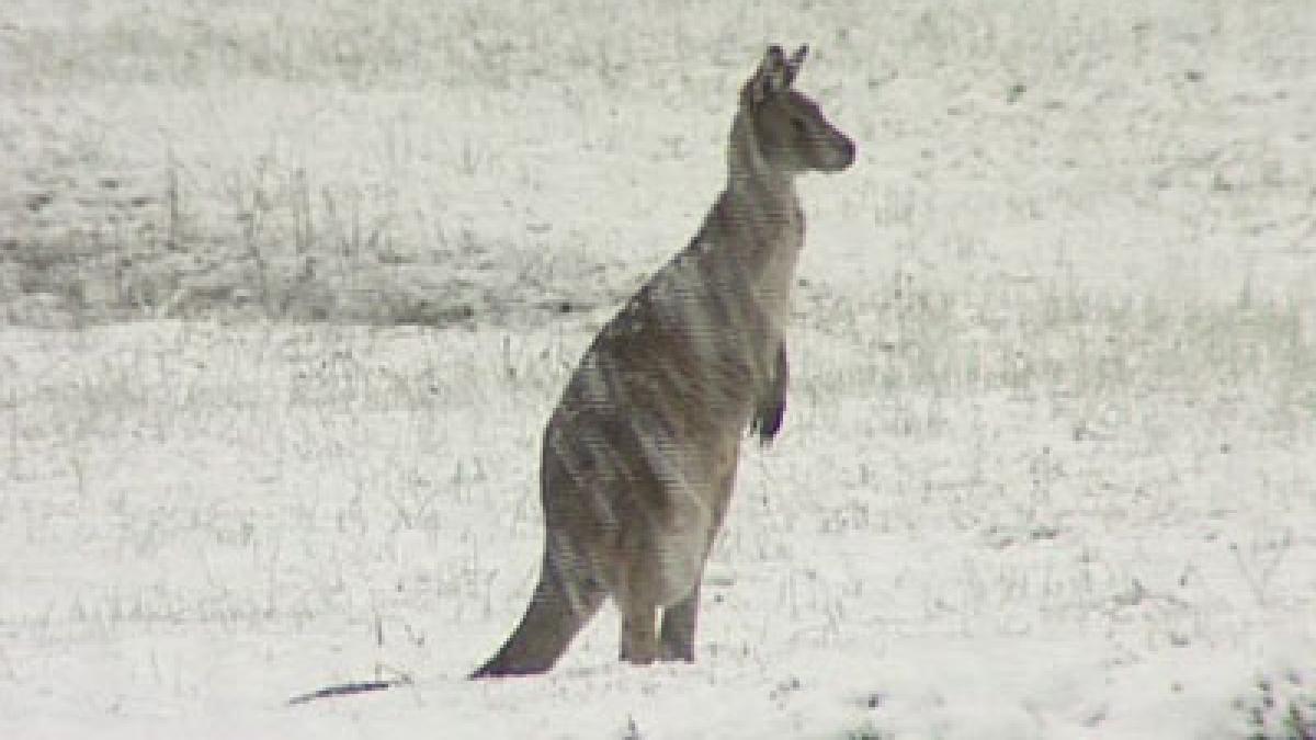 ninsori si inundatii in australia sute de oameni au fost evacuati