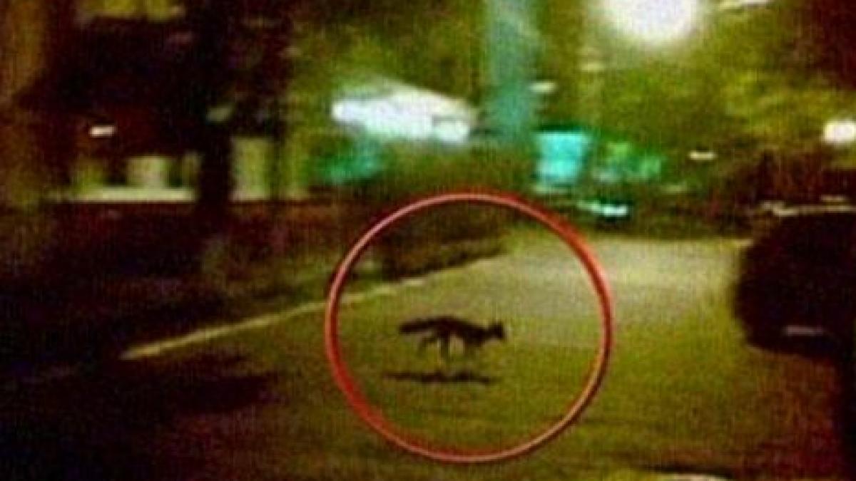 o vulpe a fost filmata pe strazile orasului deva