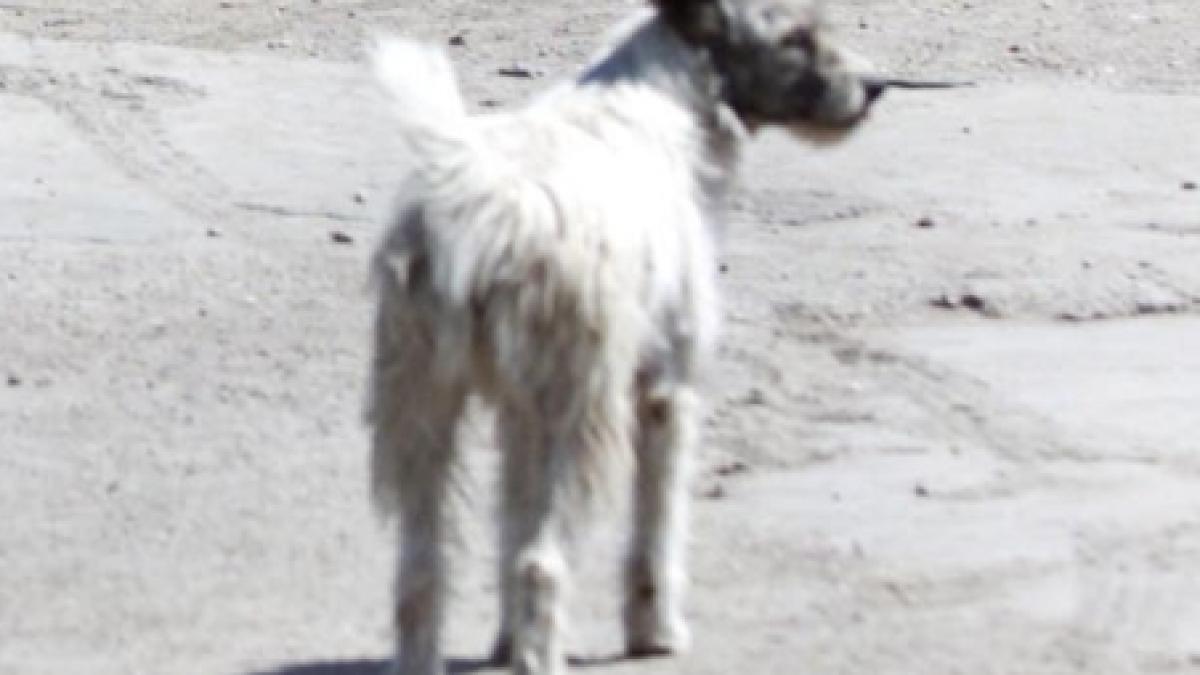 botosani un barbat este cercetat penal pentru ca a aruncat trei catei de la balcon