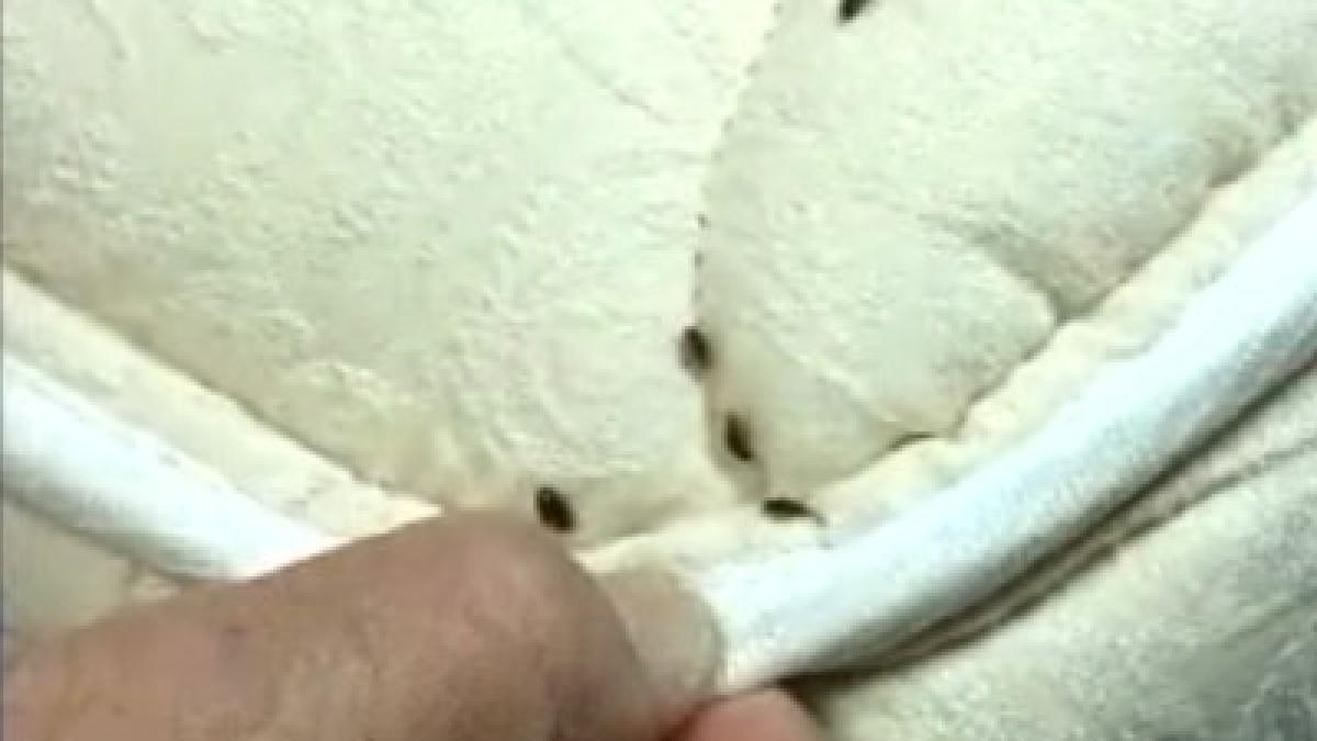 hotelul de lux waldorf astoria din new york invadat de plosnite