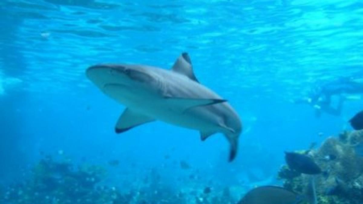 un surfer a fost sfasiat de un rechin in california