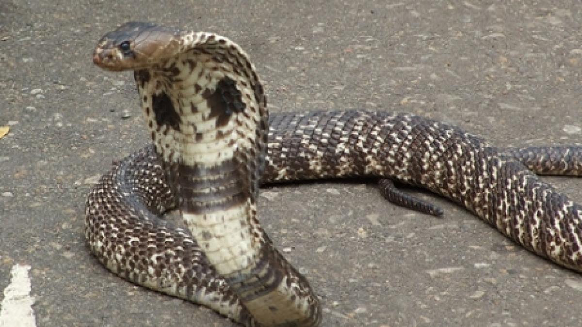 oras din china invadat de 3 000 de cobre veninoase