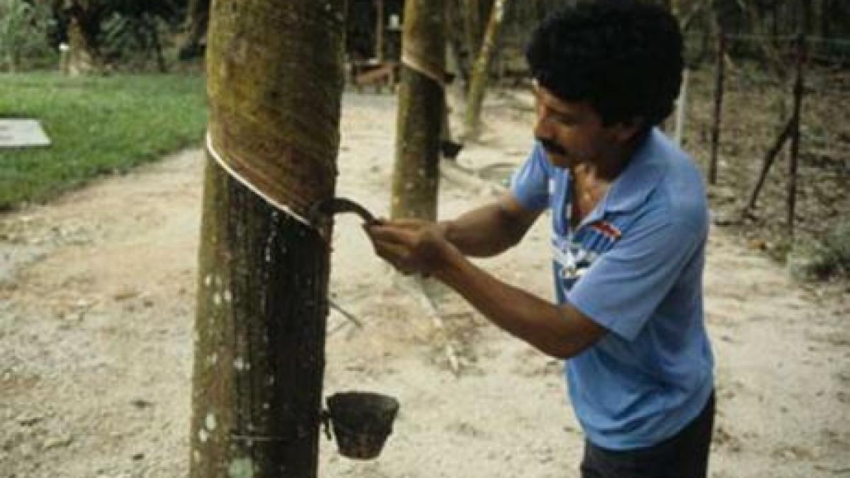 cresc preturile la prezervative si pneuri inundatiile au afectat productia de cauciuc