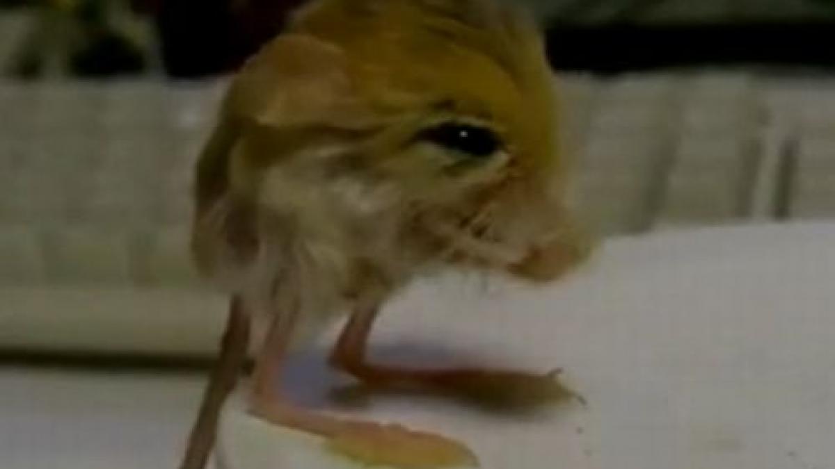 un rozator de numai 3 grame face senzatie pe internet