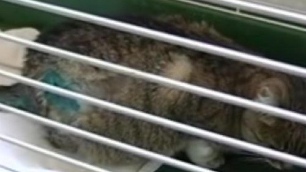 cruzime in noaptea de halloween pisica taiata cu un cutit in brasov