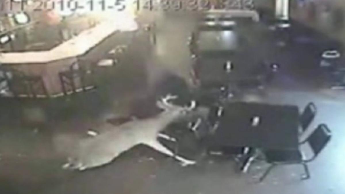 un cerb da iama intr un bar si apoi iese vertiginos pe usa din spate