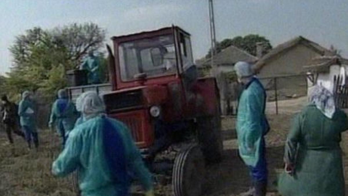 virusul gripei aviare descoperit in delta dunarii tulpina nu este periculoasa pentru om