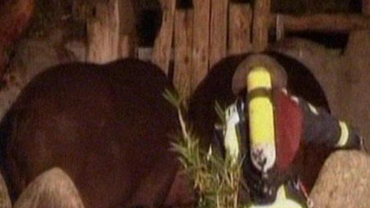 germania 30 de animale au murit din cauza unui incendiu la o gradina zoologica