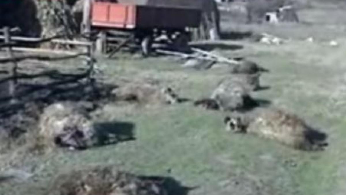 o haita de caini a omorat 12 oi langa strehaia