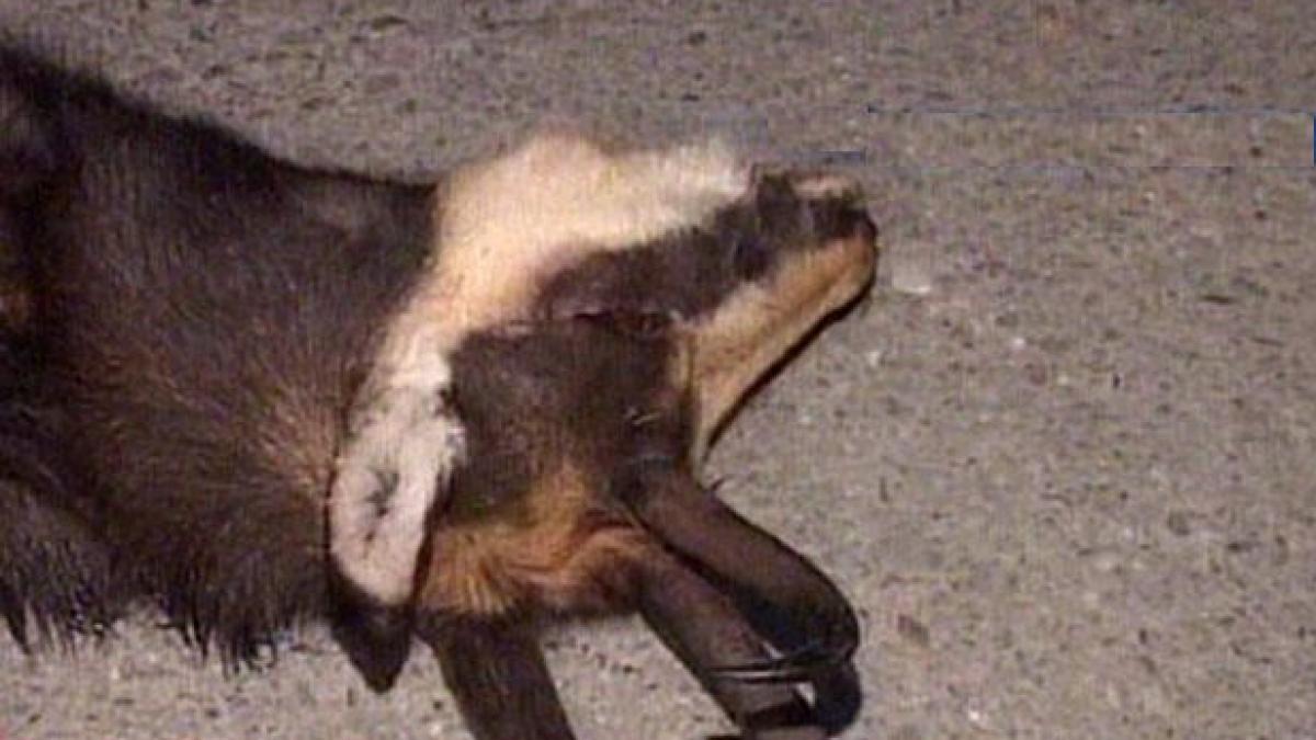 un fost ofiter sri prins la vanatoare de capre negre