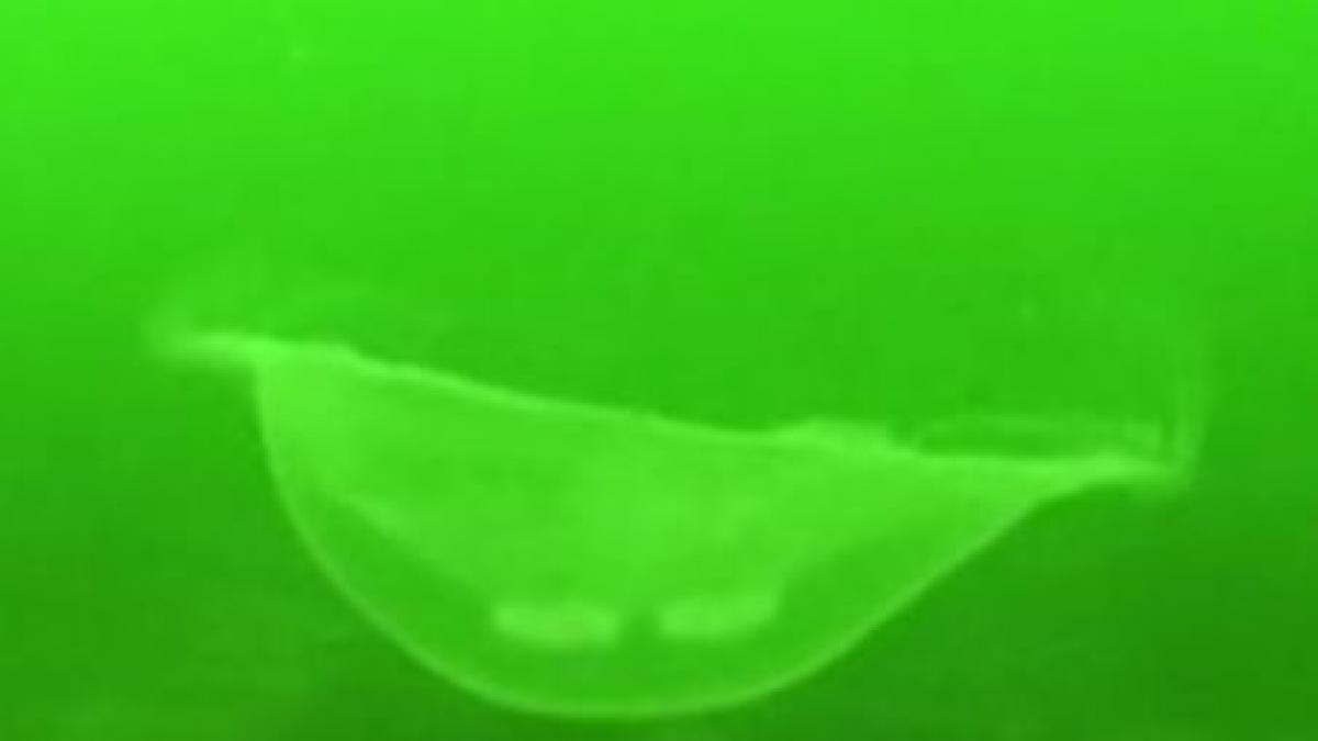 doua specii de meduze carnivore au distrus 11 din 15 specii de pesti din marea neagra