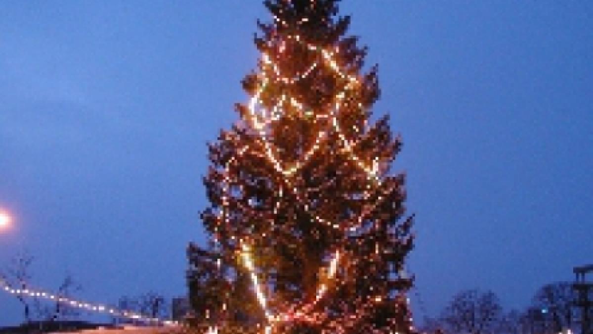 sibiul se pregateste deja de craciun un brad urias a fost adus in piata mare