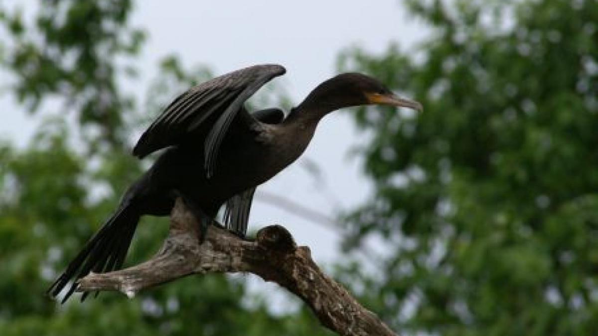 cormoranul pasarea care sta in calea constructiei unei hidrocentrale in teleorman