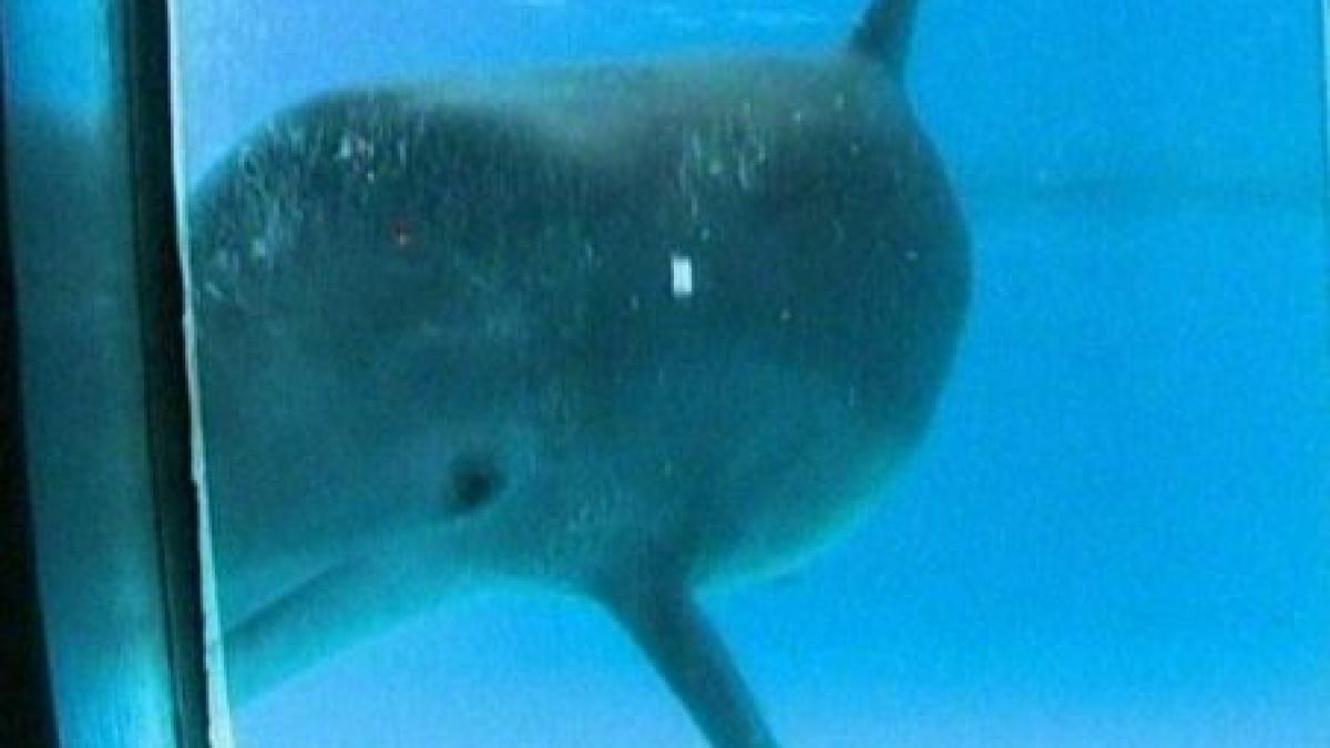 cercetatori americani delfinii se recunosc atunci cand se privesc in oglinda