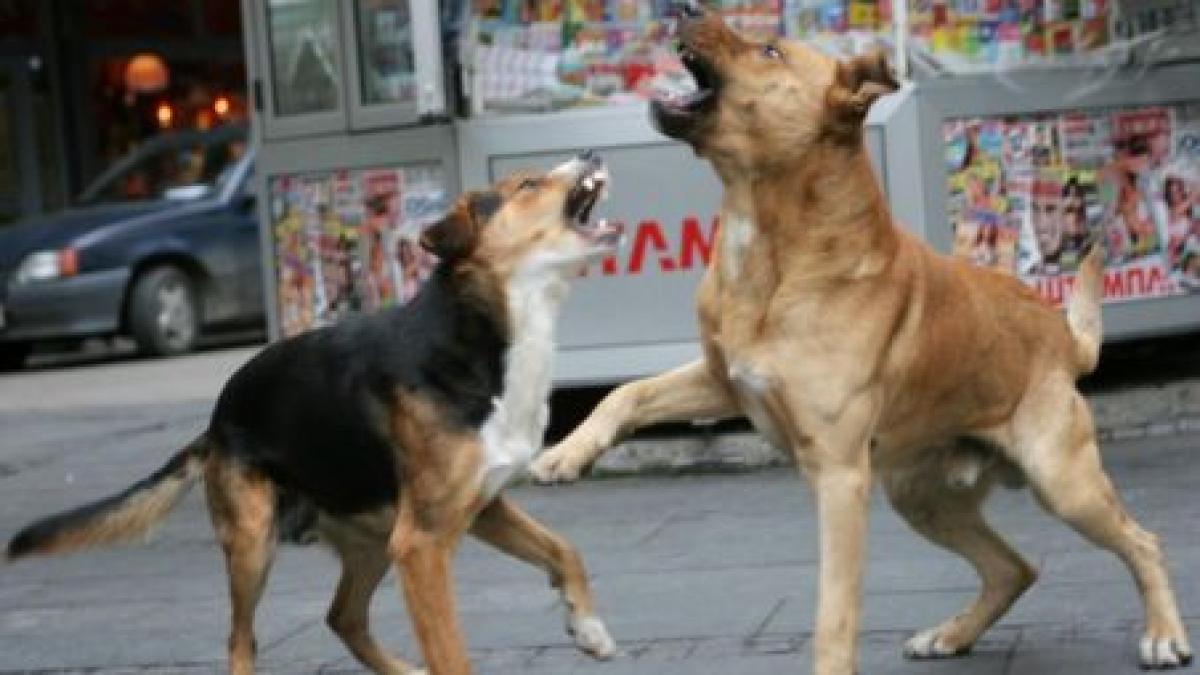 iasi batrana atacata de 10 caini in stare grava la spital