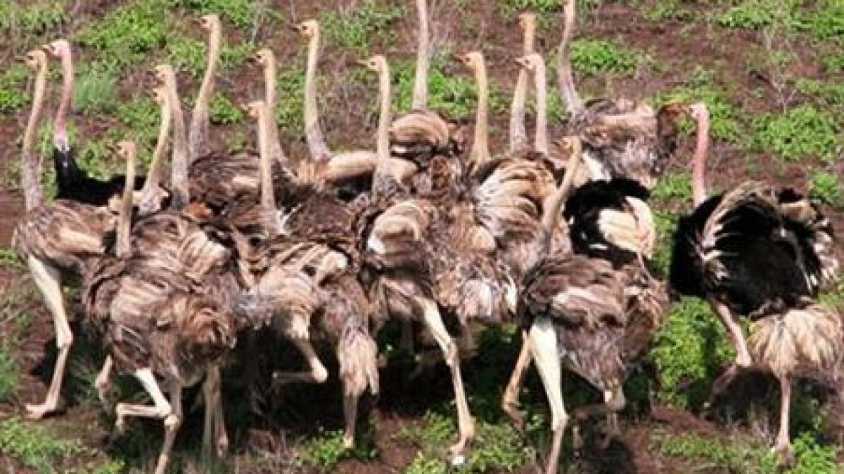 carnea de strut alternativa porcului de craciun