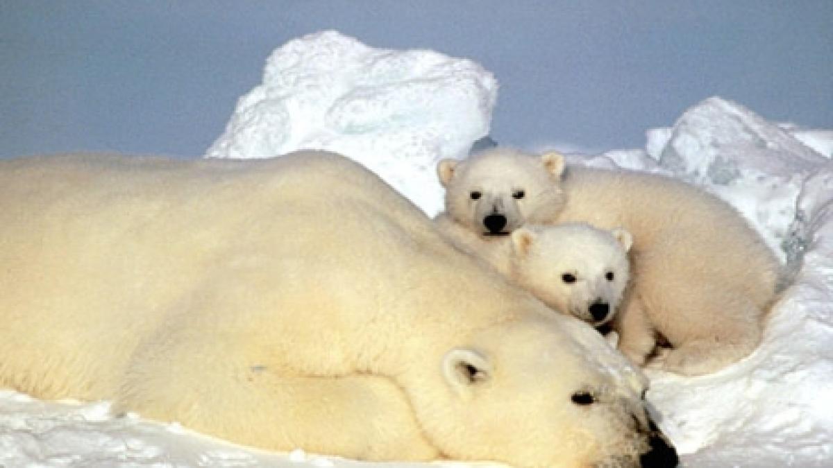 ursii polari au un perimetru critic in alaska stabilit de americani