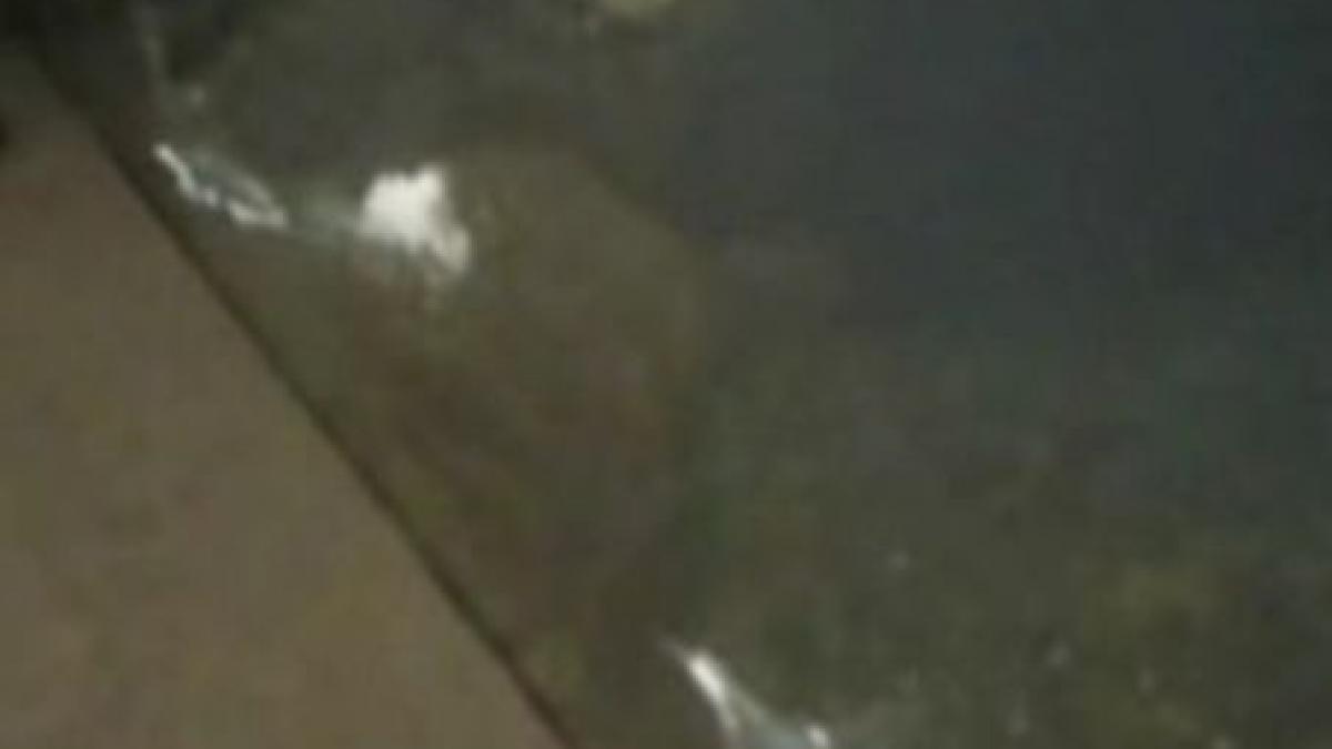 un pinguin trage un vant sub apa fortandu si urmaritorul sa se intoarca