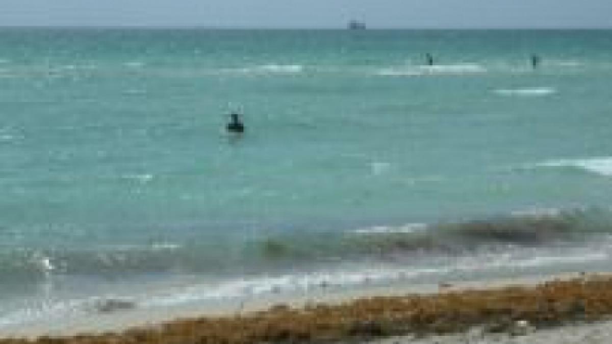 alegele moarte de pe malul marii negre folosite ca ingrasamant