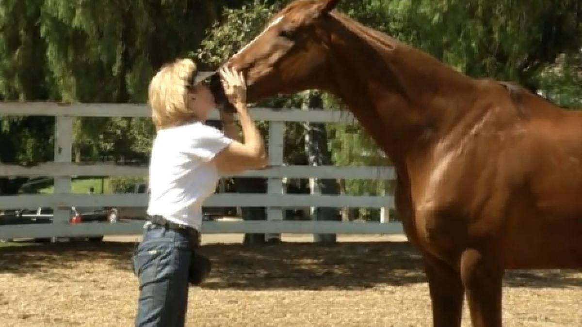 cel mai destept cal din lume doboara recordul mondial la numarat