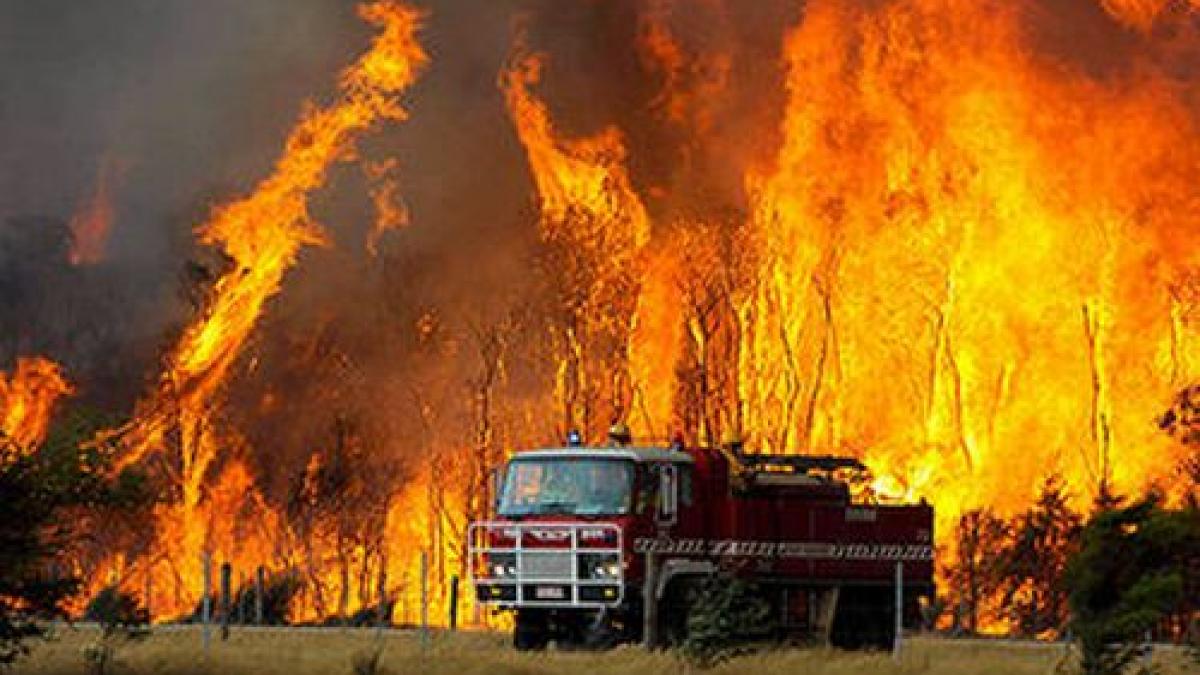 incendiile de vegetatie au distrus 350 de hectare in australia