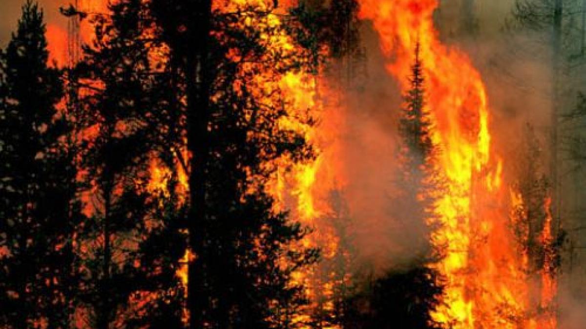 israel cere ajutor mai multor tari inclusiv romaniei pentru stingerea incendiului de langa haifa