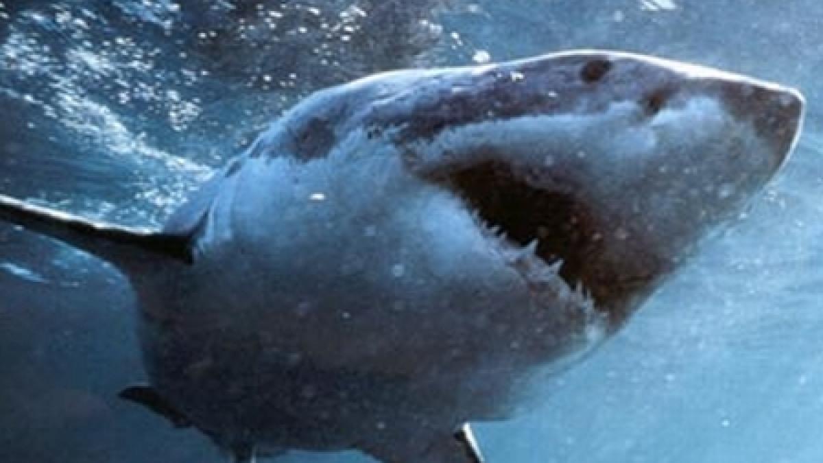 turista sfasiata de rechin in statiunea egipteana sharm el sheikh