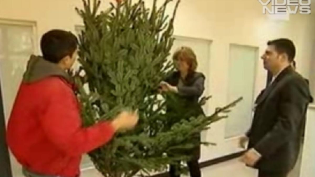 brazii de craciun pot fi inchiriati de pe internet